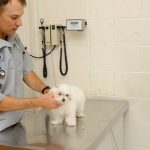 Pet Care Ideas For Dogs And Cats