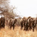 Six Best Locations To See Wildlife In Africa